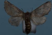 Thaumetopoea processionea