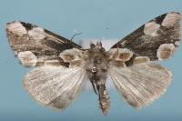 Thyatira batis