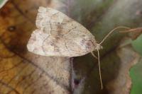 Cosmia trapezina