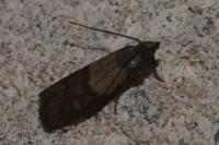 Plodia interpunctella