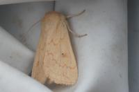 Mythimna vitellina