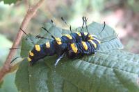 Acronicta alni