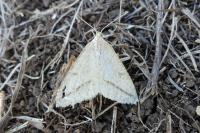 Aspitates gilvaria