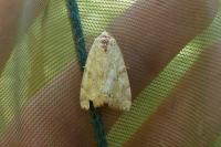 Cosmia trapezina
