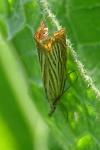Chrysoteuchia culmella