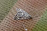 Pyrausta despicata