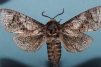 Cossus cossus
