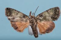 Polyphaenis sericata