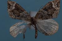 Eulithis prunata