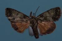 Polyphaenis sericata