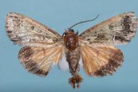 Polyphaenis sericata