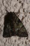 Polyphaenis sericata
