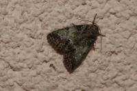 Polyphaenis sericata