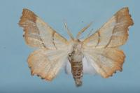 Ennomos fuscantaria