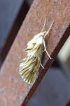 Cynaeda dentalis