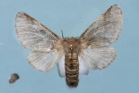 Thaumetopoea processionea