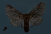 Thaumetopoea processionea