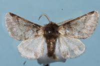 Thaumetopoea processionea