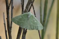 Thetidia smaragdaria