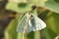 Thetidia smaragdaria