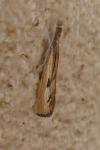 Agriphila inquinatella