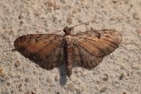 Eupithecia icterata