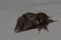 Thaumetopoea processionea