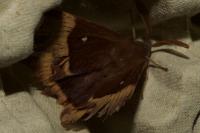 Lasiocampa quercus quercus