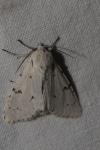 Acronicta leporina