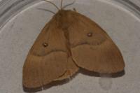 Lasiocampa quercus quercus