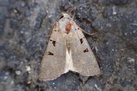 Eugnorisma glareosa