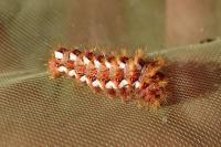 Acronicta rumicis