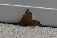 Scoliopteryx libatrix