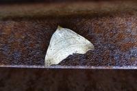 Laspeyria flexula