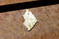 Macaria alternata