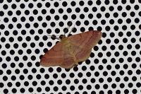 Scopula rubiginata