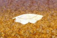 Cyclophora punctaria