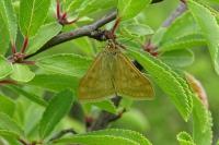 Sitochroa verticalis
