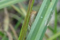 Chrysoteuchia culmella