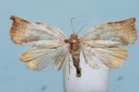 Archips podana