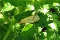 Agapeta hamana