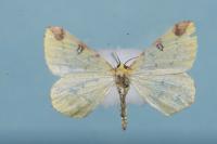 Opisthograptis luteolata