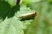 Chrysoteuchia culmella