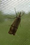 Chrysocrambus