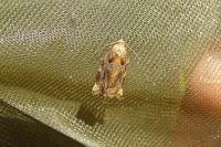 Archips xylosteana