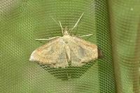 Psammotis pulveralis