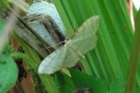 Idaea fuscovenosa