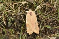 Noctua fimbriata