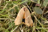 Noctua fimbriata