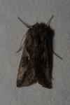 Autographa gamma